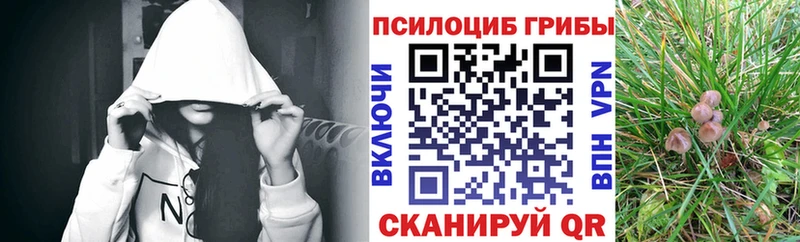Псилоцибиновые грибы Psilocybine cubensis  Бабаево 